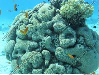 Brain coral Diploria cerebriformis 6